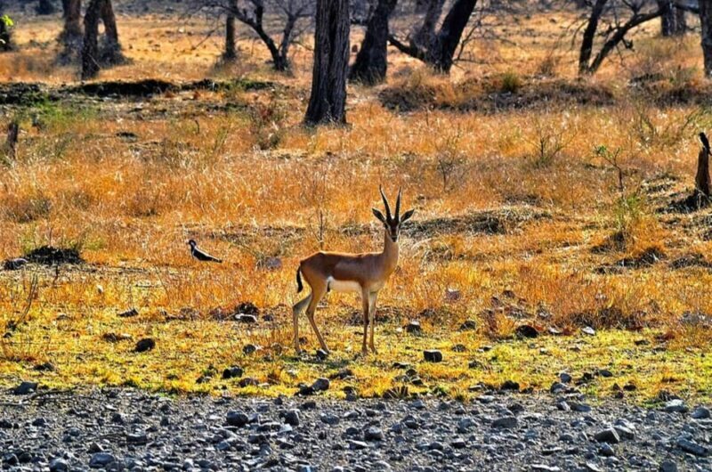 Sawai Madhopur: Ranthambore Guided Safari Trip - The Sum Up