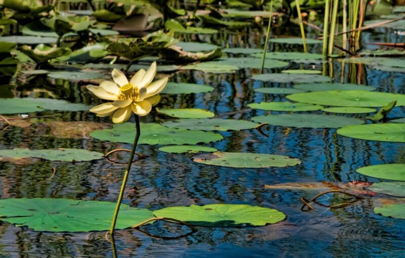 Sawgrass Park: Private 1-Hour Airboat Adventure Tour - An Authentic Florida Everglades Experience in a Compact Package