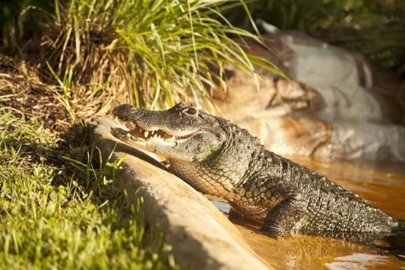 Sawgrass Park: Private 1-Hour Airboat Adventure Tour - Authenticity and Overall Experience