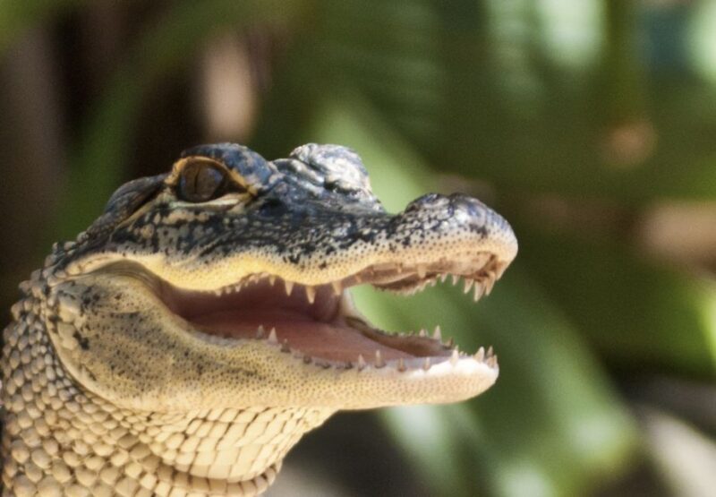 Sawgrass Park: Private 1-Hour Airboat Adventure Tour - FAQ