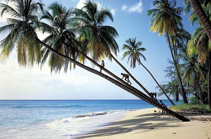 Scenic Barbados Coast To Coast Half-Day Tour - FAQ
