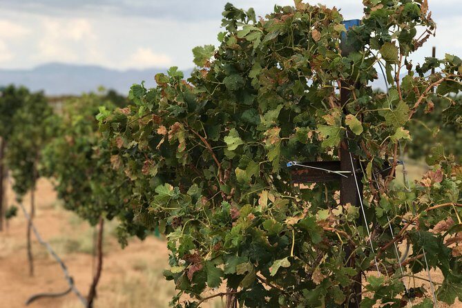 Scenic Desert Wine Distillery Brewery Route 66 Tour - A Detailed Look at the Tour Itinerary