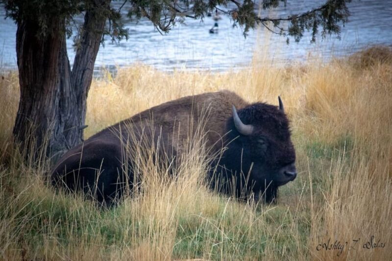 Scenic Driving Tour Flathead Lake and Bison Range - The Sum Up