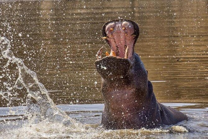 Scenic Game Drive Activity - An In-Depth Look at the Scenic Game Drive Experience