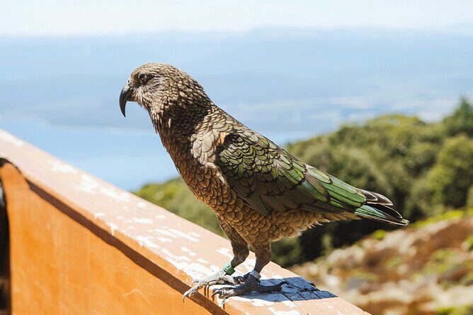 Scenic Helicopter & Kepler Guided Hike from Te Anau with Lunch - Who Should Consider This Tour?