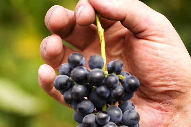 Scenic Hunter Valley Tour with Wine and Cheese Tastings - Who Will Love This Tour