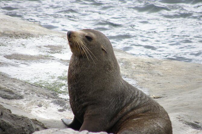 Scenic South Wairarapa Full Day Tour from Wellington - Authentic Experiences Backed by Positive Reviews