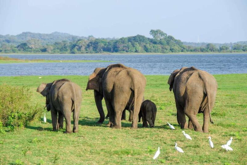 Scenic Sri Lanka 4-day tour - Exploring the Scenic Sri Lanka 4-Day Tour: A Practical Guide