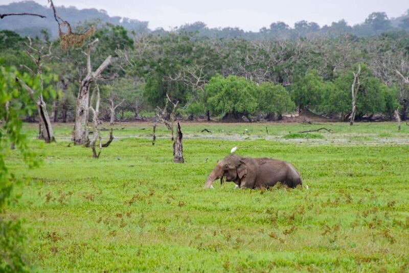 Scenic Sri Lanka 4-day tour - Who Will Benefit Most?