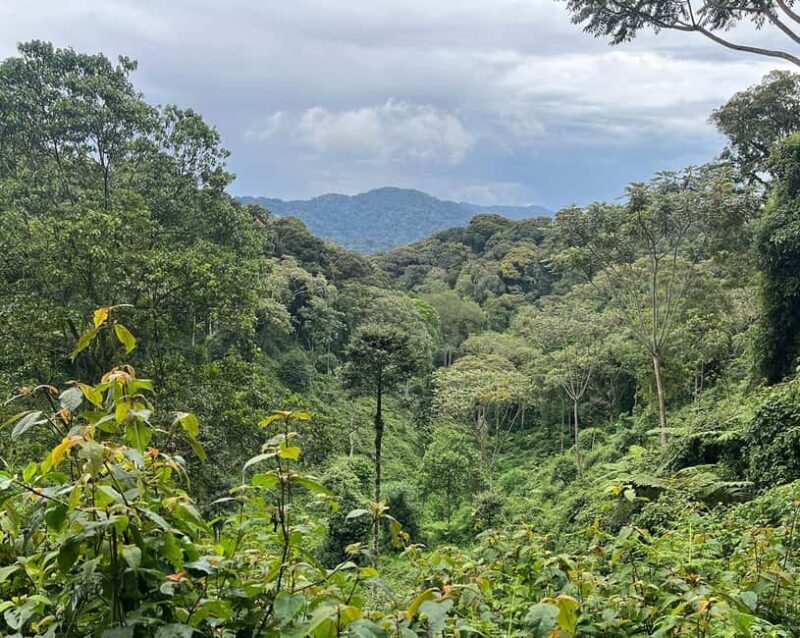 Scenic waterfall experience in the middle of Nyungwe Forest - A Deep Dive into the Experience