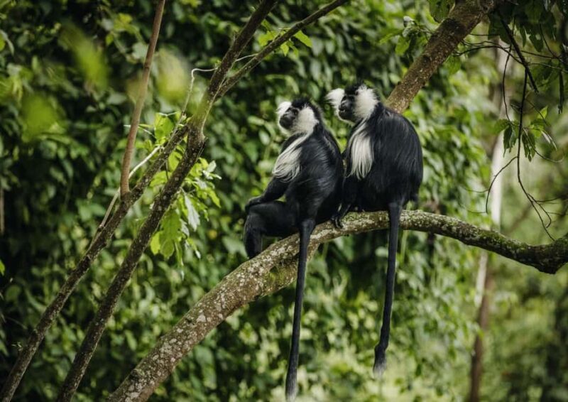 Scenic waterfall experience in the middle of Nyungwe Forest - FAQ
