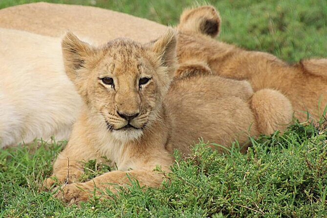 Schotia Big 5 Safari Port Elizabeth (optional accommodation) - What Travelers Say