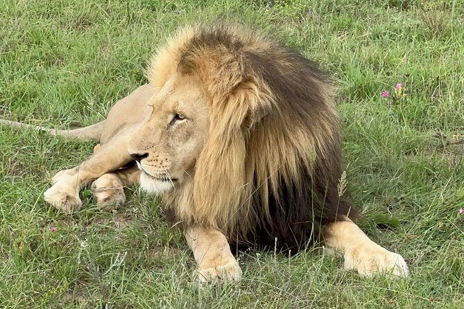 Schotia Big 5 Safari Port Elizabeth (optional accommodation) - The Sum Up: Who Should Consider This Safari?