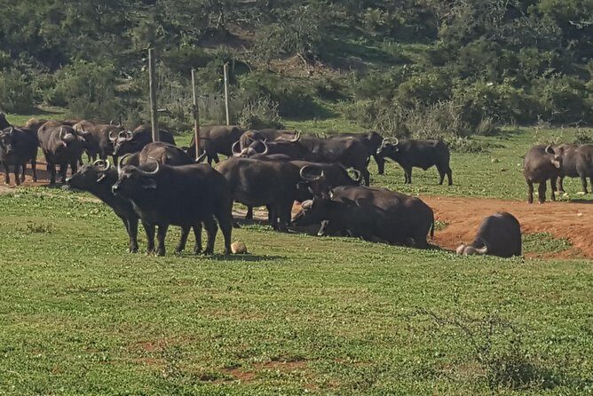 Schotia open vehicle safari game drive maximum 10 pax - Practical Considerations: Timing, Group Size, and Booking