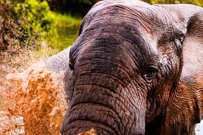 Schotia open vehicle safari game drive maximum 10 pax - Who Will Enjoy This Tour?