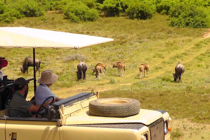Schotia Private Game African Safari Guided Tour - Key Points