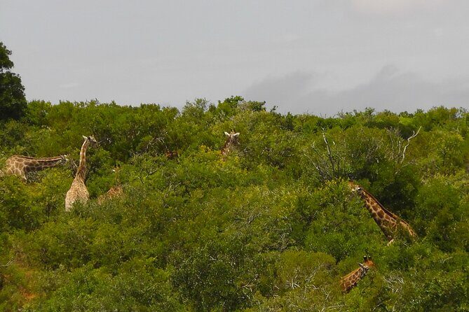 Schotia Private Game African Safari Guided Tour - The Itinerary: What Makes Each Stop Special