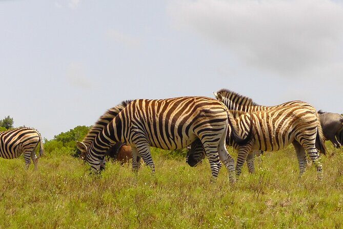 Schotia Private Game African Safari Guided Tour - Price and Value for Money