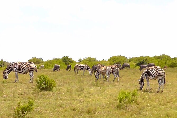 Schotia Private Game African Safari Guided Tour - Additional Considerations