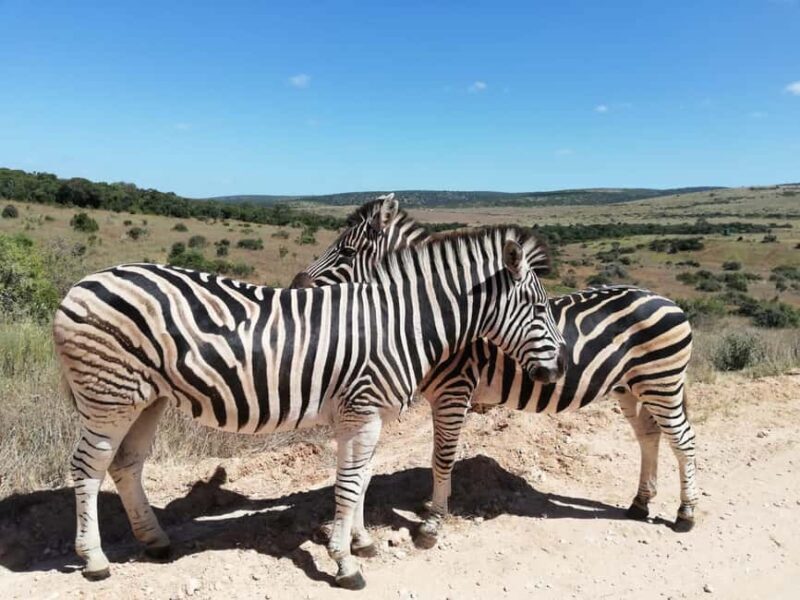 Schotia Private Game Reserve Safari - An Introduction to Schotia Private Game Reserve Safari
