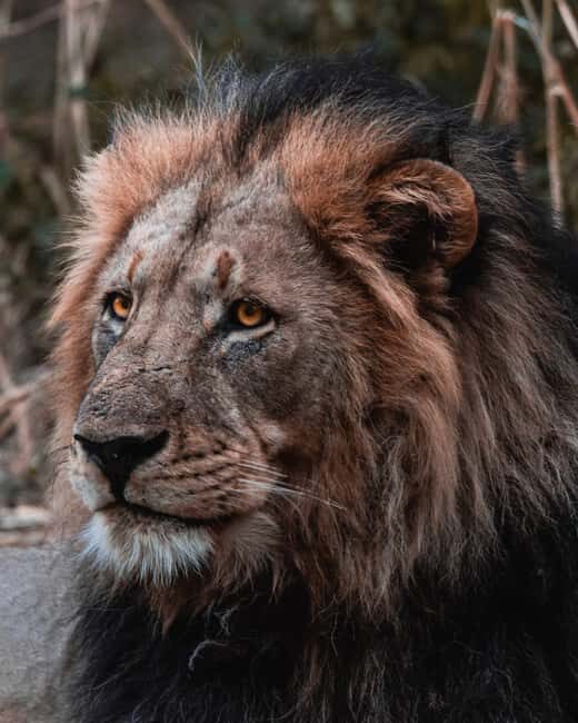 Schotia Private Game Reserve Safari - The Value in Context