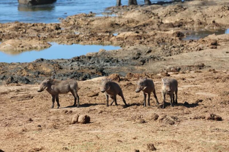 Schotia Private Game Reserve Safari - The Sum Up: Is the Schotia Private Game Reserve Safari Worth It?