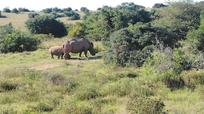 Schotia Private Game Reserve Safari - FAQ About the Schotia Private Game Reserve Safari