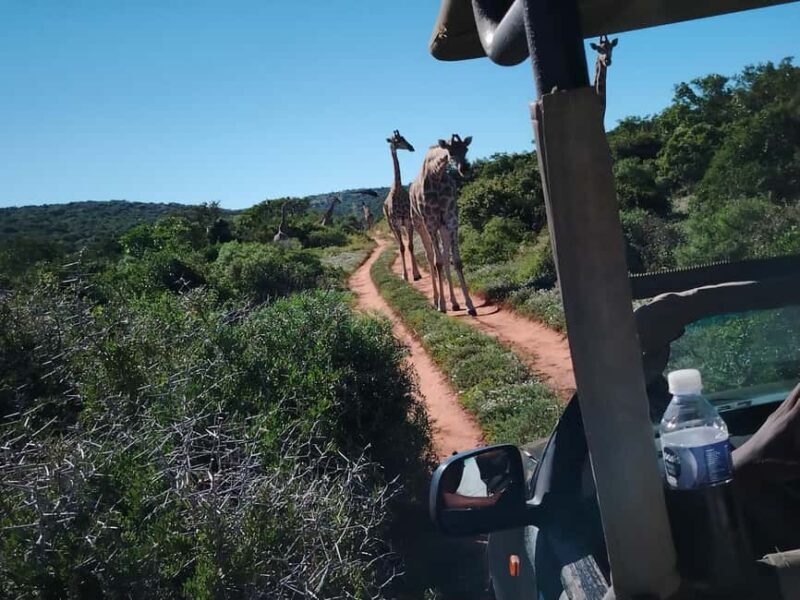 Schotia Private Game Reserve. - An In-Depth Look at the Schotia Experience