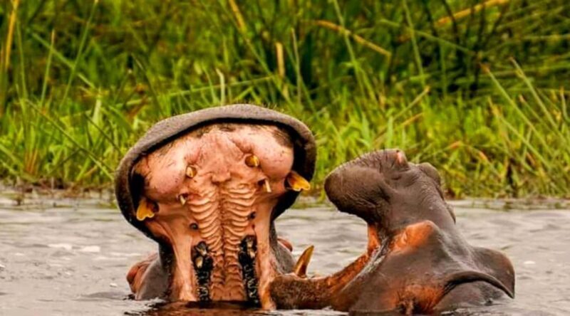 Schotia Safaris: Best Wildlife Encounters in Port Elizabeth - What Wildlife Can You Expect to See?