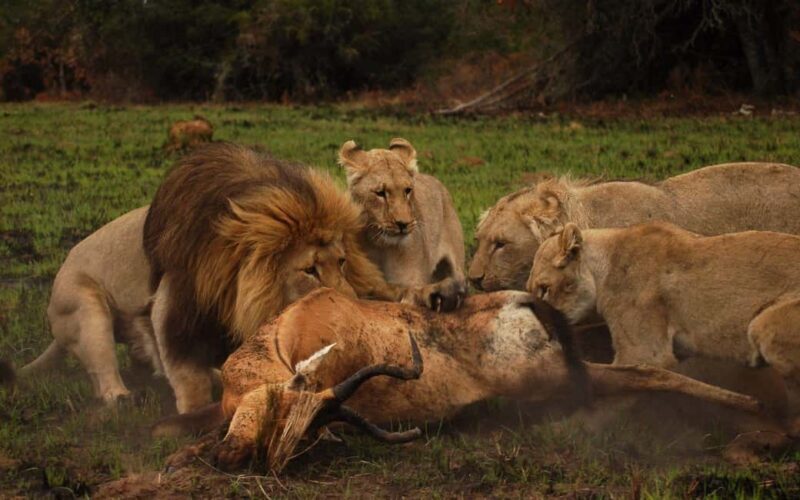 Schotia Safaris: Best Wildlife Encounters in Port Elizabeth - The Value of the Experience