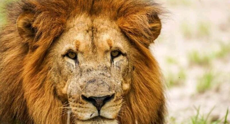 Schotia Safaris: Best Wildlife Encounters in Port Elizabeth - Practical Details and Tips