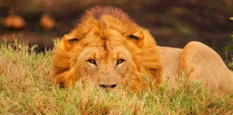 Schotia Safaris: Best Wildlife Encounters in Port Elizabeth - FAQs