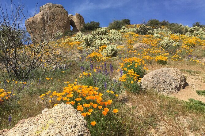 Scottsdale Desert Classic Guided Hiking Adventure - Who Will Love This Tour?