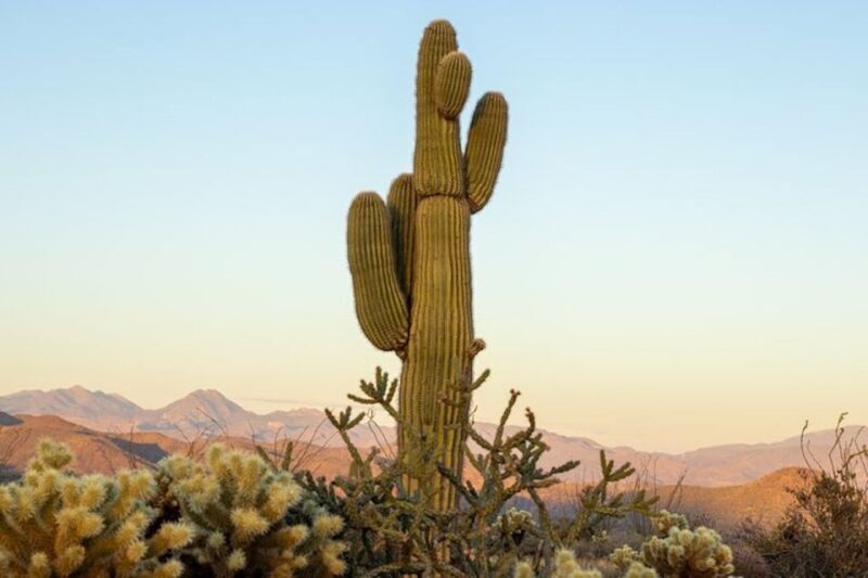 Scottsdale: McDowell Sonoran Preserve Hiking Tour - Exploring the Trail: What You Can Expect