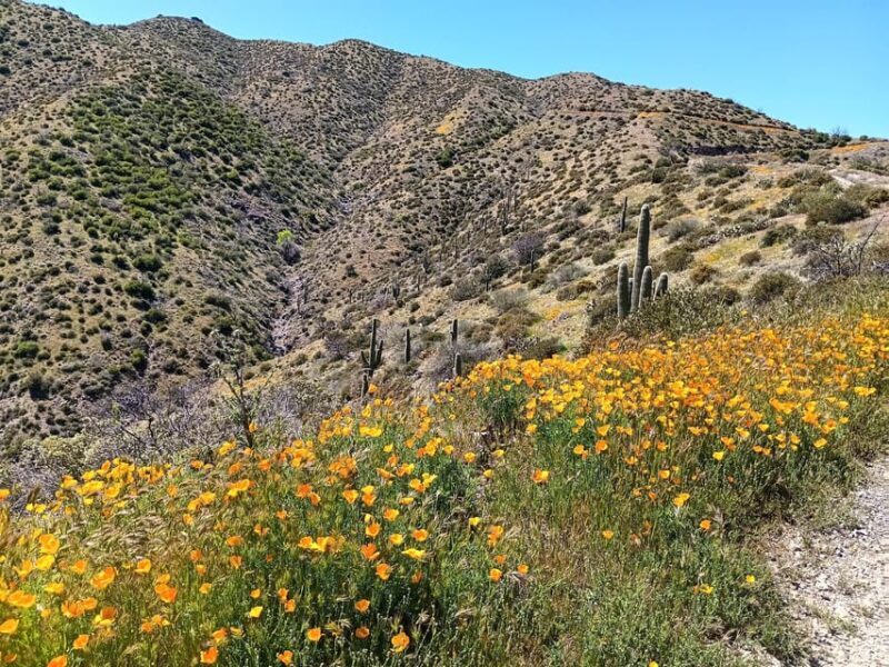 Scottsdale: Sonoran Desert to MountainTop Jeep Tour - FAQ