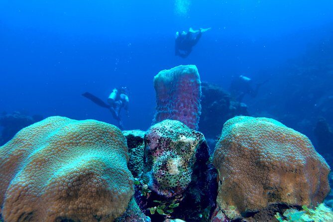 Scuba Certification - The Reviewers Perspective: Authentic Insights