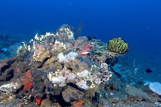 Scuba Certification - Practical Tips for Future Students