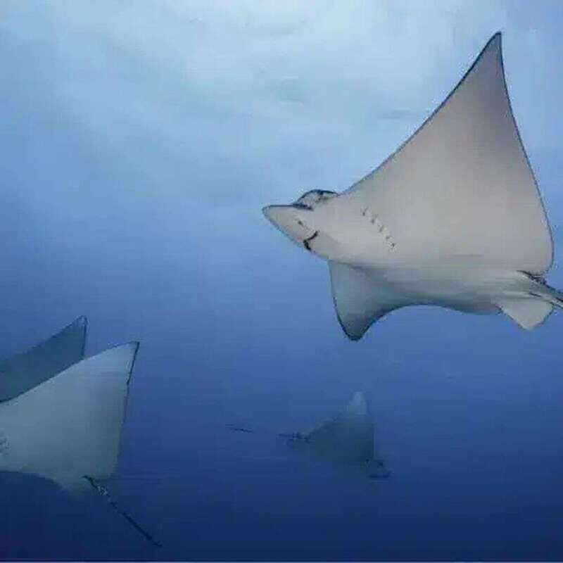 Scuba Cozumel: Experience from Boat, for Certified Divers - Introduction: A Genuine Reef Adventure