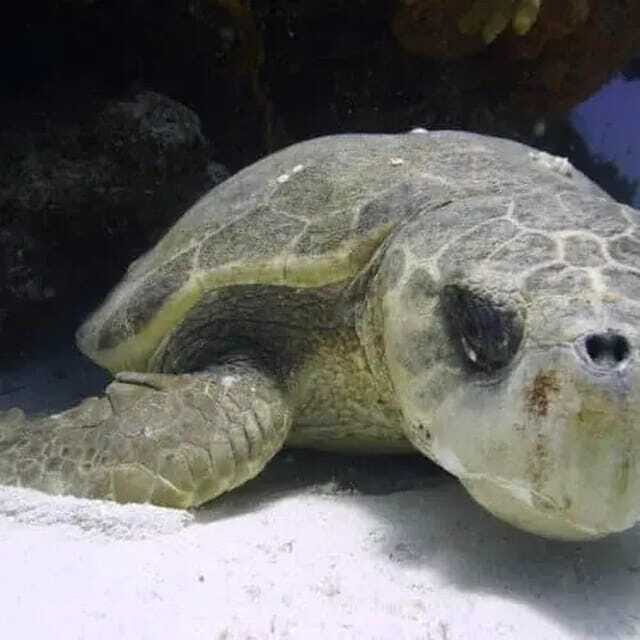 Scuba Cozumel: Experience from Boat, for Certified Divers - The Value of the Price Point