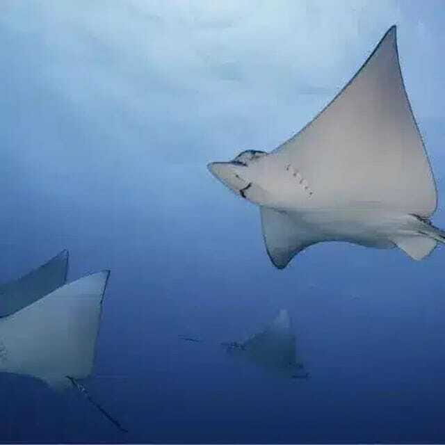 Scuba Cozumel: Experience from Boat, for Certified Divers - The Sum Up