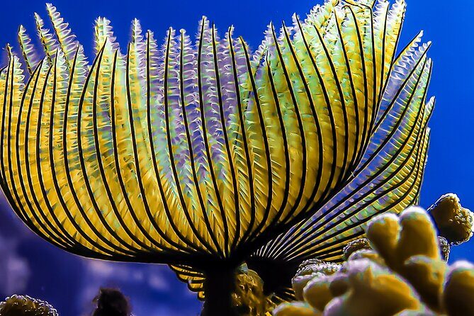 Scuba Dive and Explore Aqaba's Red Sea with a Private Guide - FAQ