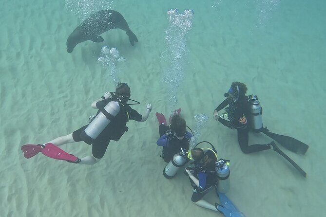 SCUBA Dive at Electric Beach with Photos -No Certification Needed - The Practical Details