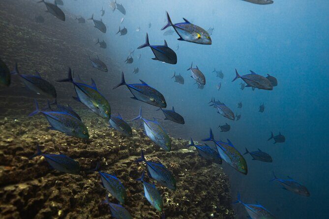 Scuba Dive at Niihau (Forbidden island) - Final Word