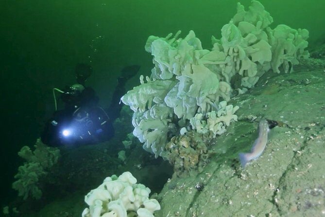 Scuba Dive Boat Charter in Vancouver (Certified Divers Only!) - An In-Depth Look at the Vancouver Scuba Dive Boat Charter (Certified Divers Only!)