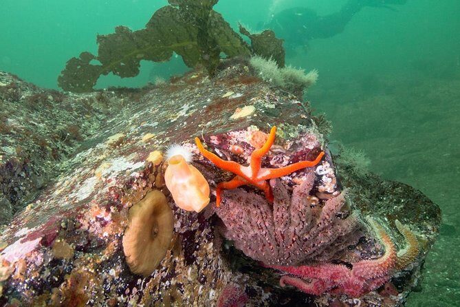 Scuba Dive Boat Charter in Vancouver (Certified Divers Only!) - Practical Details and Tips