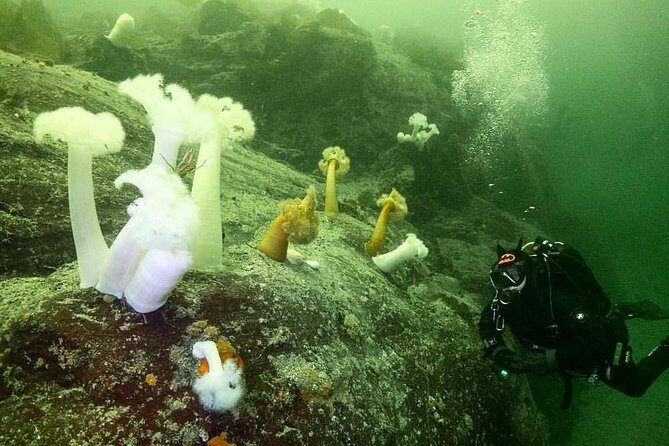 Scuba Dive Boat Charter in Vancouver (Certified Divers Only!) - Authentic Perspectives from Previous Guests