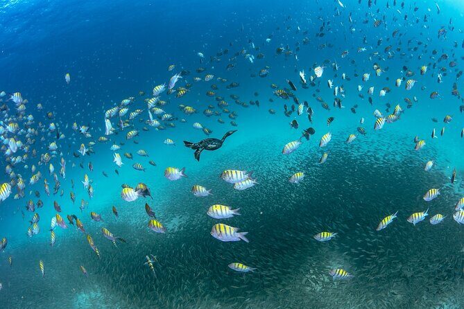 Scuba Dive in La Paz: Sea Lions, Turtles, Fish Schools and Wrecks - Exploring the Itinerary and What to Expect