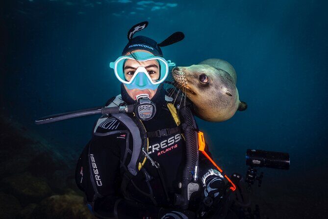Scuba Dive in La Paz: Sea Lions, Turtles, Fish Schools and Wrecks - Practical Details and Value
