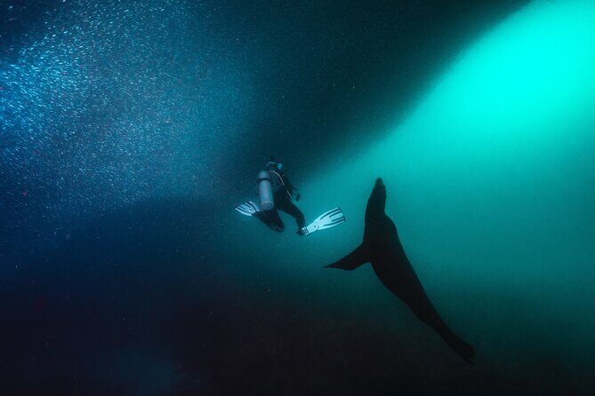 Scuba Dive in La Paz: Sea Lions, Turtles, Fish Schools and Wrecks - Why This Tour Stands Out