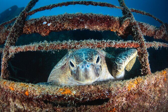 Scuba Dive in La Paz: Sea Lions, Turtles, Fish Schools and Wrecks - Who Should Book This Tour?